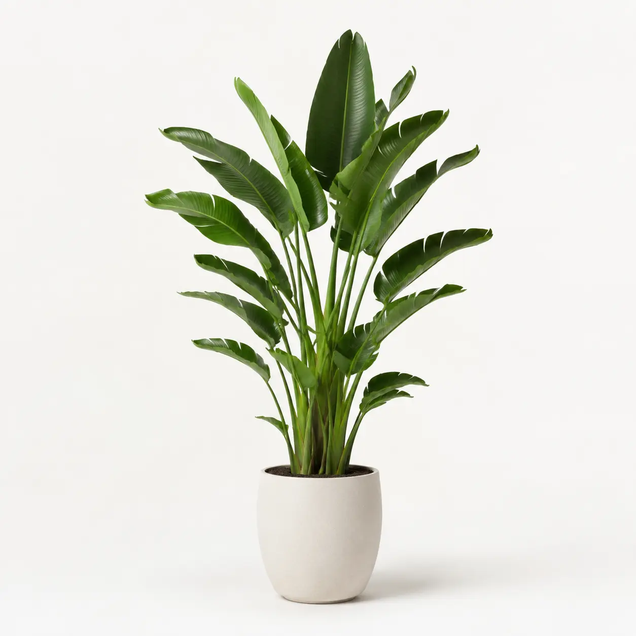 Plants